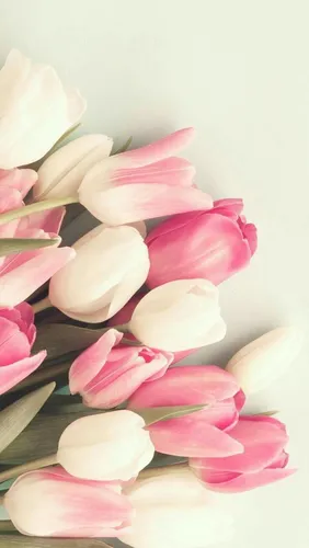 Тюльпаны Розовые Обои на телефон изображение