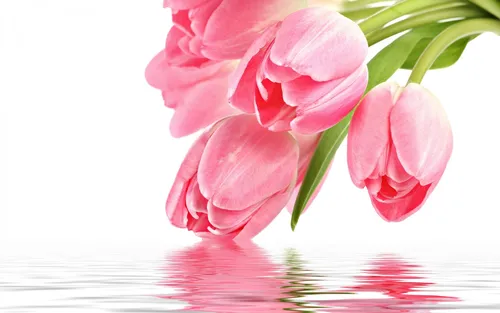 Тюльпаны Розовые Обои на телефон в хорошем качестве