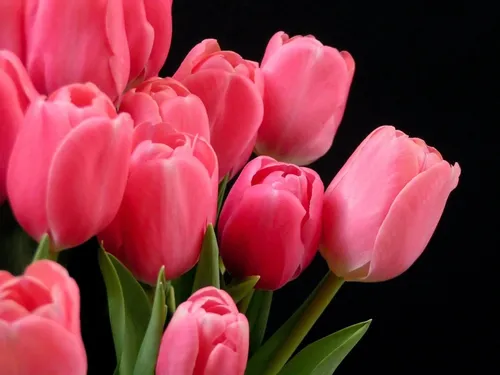 Тюльпаны Розовые Обои на телефон бесплатные обои