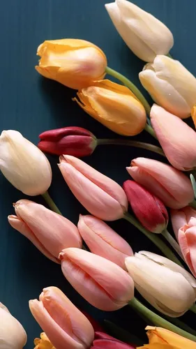 Тюльпаны Розовые Обои на телефон группа цветов
