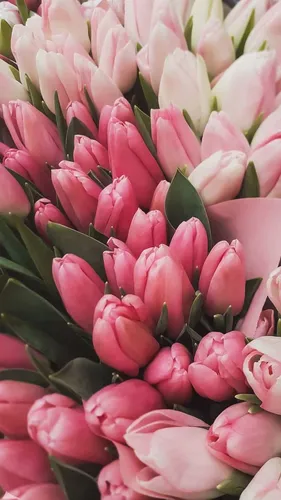 Тюльпаны Розовые Обои на телефон группа розовых цветов