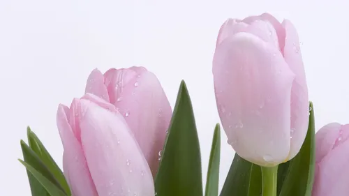 Тюльпаны Розовые Обои на телефон бесплатные картинки