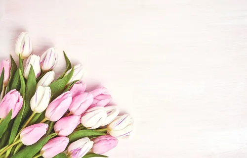 Тюльпаны Розовые Обои на телефон фото на Samsung