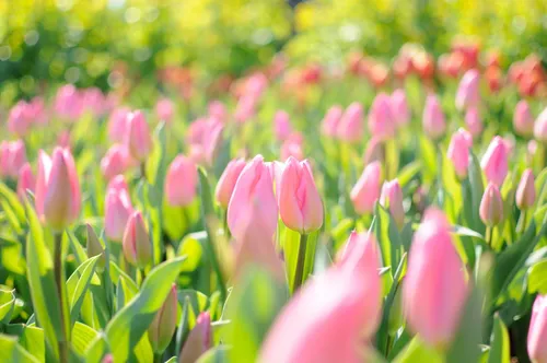 Тюльпаны Розовые Обои на телефон поле розовых цветов