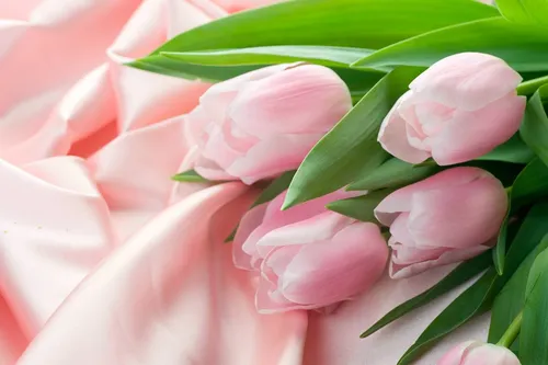 Тюльпаны Розовые Обои на телефон айфон