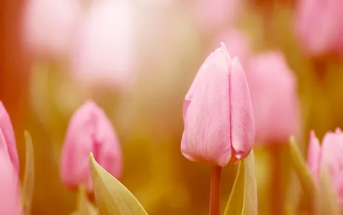 Тюльпаны Розовые Обои на телефон заставка