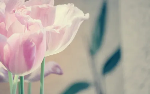 Тюльпаны Розовые Обои на телефон крупный план некоторых цветов