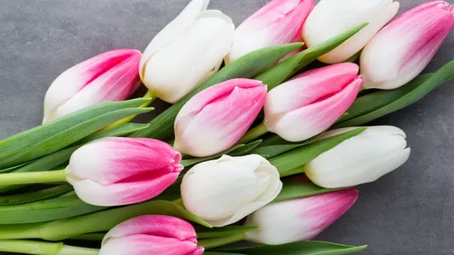 Тюльпаны Розовые Обои на телефон группа розовых и белых цветов
