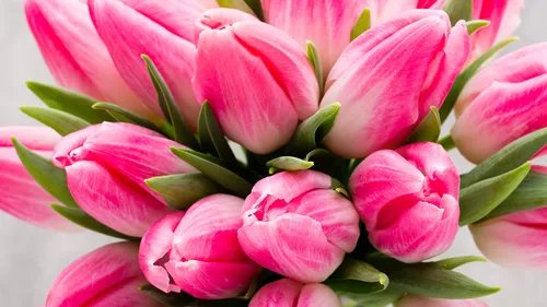 Тюльпаны Розовые Обои на телефон фон