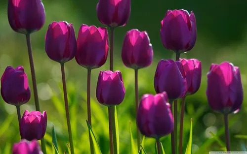 Тюльпаны Розовые Обои на телефон группа фиолетовых цветов
