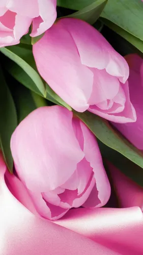 Тюльпаны Розовые Обои на телефон крупный план цветка