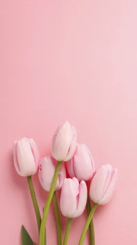 Тюльпаны Розовые Обои на телефон в хорошем качестве