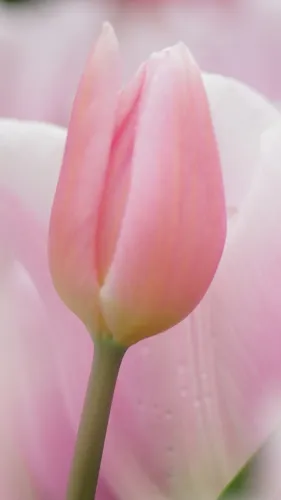 Тюльпаны Розовые Обои на телефон розовый цветок с белым центром