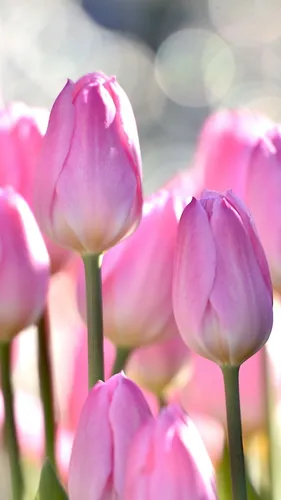 Тюльпаны Розовые Обои на телефон  скачать фото