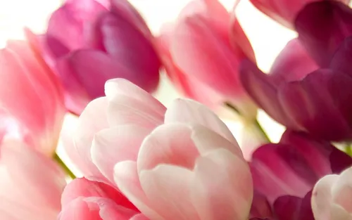 Тюльпаны Розовые Обои на телефон крупный план розовых цветов