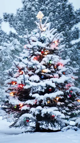 Зима Новый Год Обои на телефон дерево, покрытое снегом