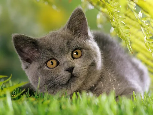Котики Обои на телефон кошка, лежащая в траве