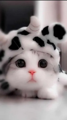 Котики Обои на телефон кошка с бело-черной кошачьей головой