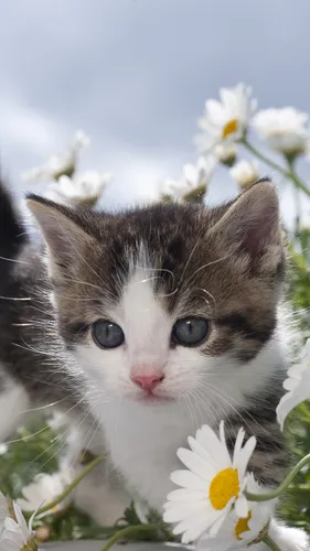 Котики Обои на телефон кот с голубыми глазами