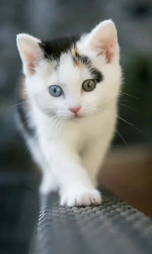 Котики Обои на телефон белый котенок с голубыми глазами