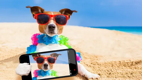 Собак Обои на телефон собака в солнцезащитных очках и шляпе