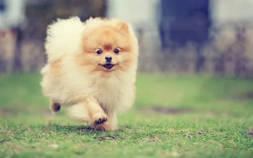 Собак Обои на телефон маленькая собака бежит по траве