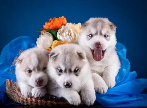 Собак Обои на телефон группа щенков в корзине с цветами