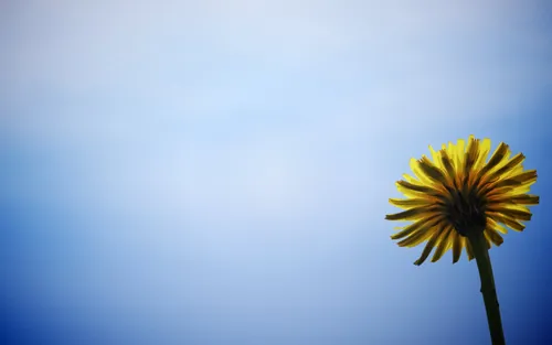 Одуванчик Обои на телефон желтый цветок на фоне голубого неба