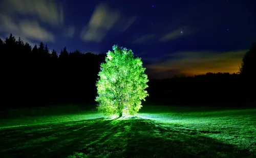 Светящиеся Обои на телефон дерево в поле ночью
