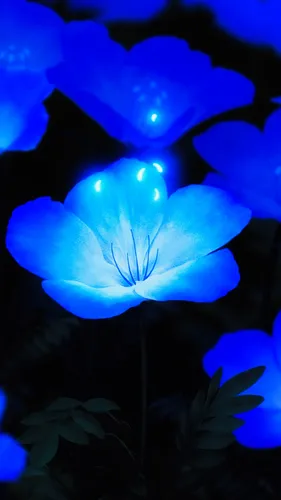 Светящиеся Обои на телефон синий цветок с сияющим сквозь него светом