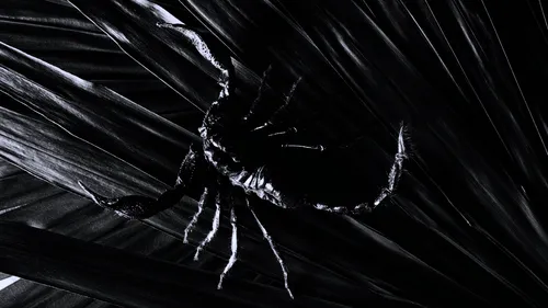 Скорпион Обои на телефон крупный план паука