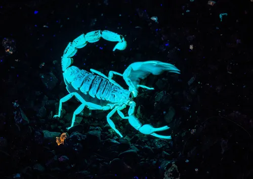 Скорпион Обои на телефон синее морское существо