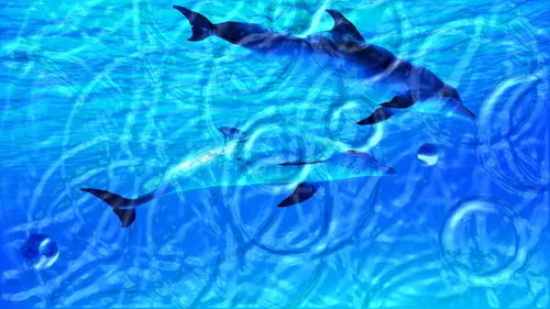 Цветные Обои на телефон группа дельфинов, плавающих в воде