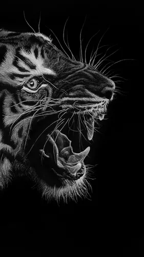 Черные С Рисунком Обои на телефон черно-белая фотография тигра и котенка