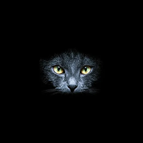 Черный Кот Обои на телефон кошка с желтыми глазами