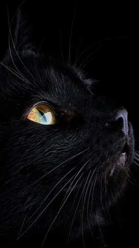 Черный Кот Обои на телефон крупным планом морда кошки