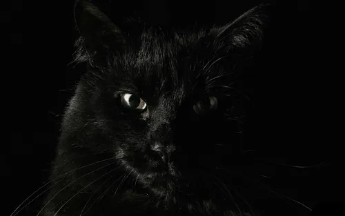 Черный Кот Обои на телефон черная кошка на черном фоне