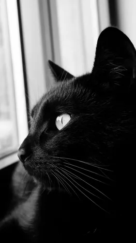 Черный Кот Обои на телефон черная кошка смотрит в окно