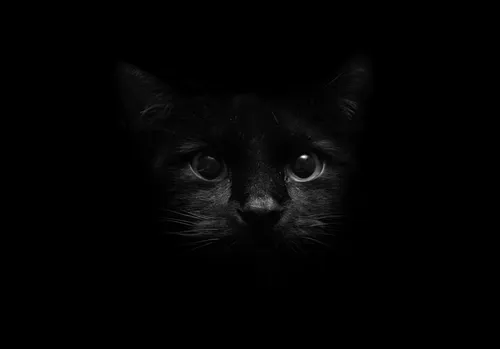 Черный Кот Обои на телефон черная кошка с широкими глазами