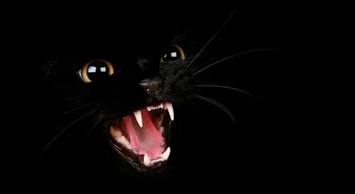 Черный Кот Обои на телефон кошка с открытым ртом