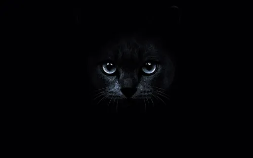 Черный Кот Обои на телефон кот смотрит в камеру