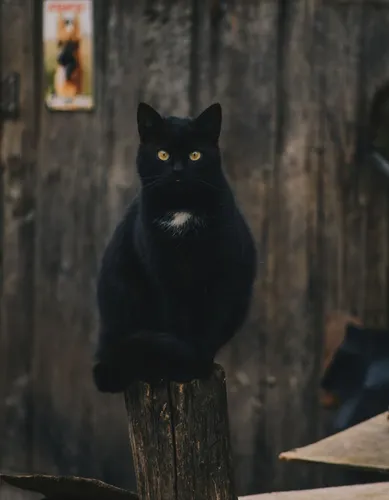 Черный Кот Обои на телефон черная кошка сидит на деревянном столбе
