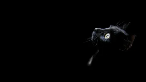Черный Кот Обои на телефон кошка с широко открытыми глазами