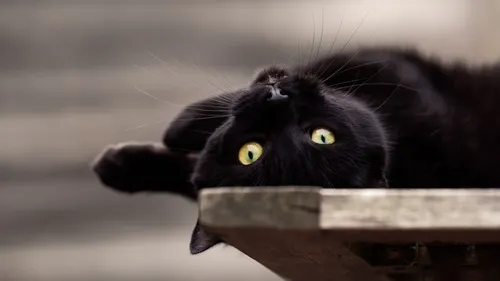 Черный Кот Обои на телефон черная кошка, лежащая на деревянной поверхности