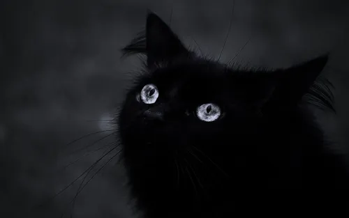 Черный Кот Обои на телефон черная кошка с большими глазами