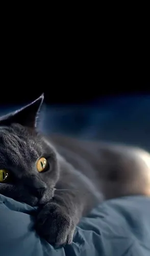 Черный Кот Обои на телефон кошка, лежащая на кровати