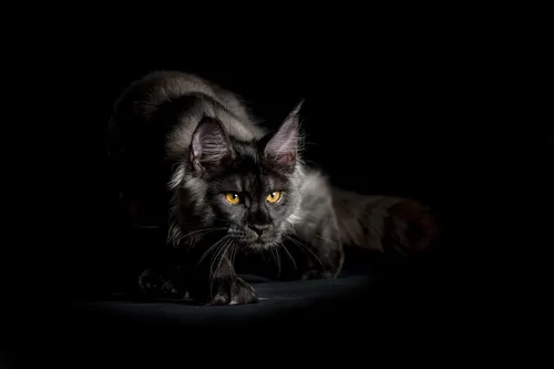 Черный Кот Обои на телефон лежащая кошка
