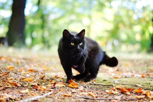 Черный Кот Обои на телефон черная кошка гуляет по листьям