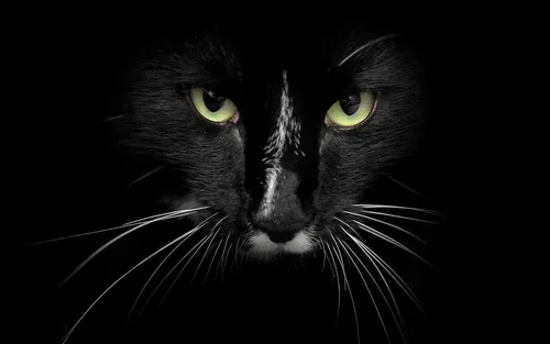 Черный Кот Обои на телефон черно-белая кошка