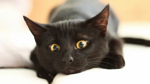 Черный Кот Обои на телефон черная кошка лежит